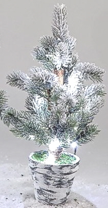Schneetannen im Topf 35 cm